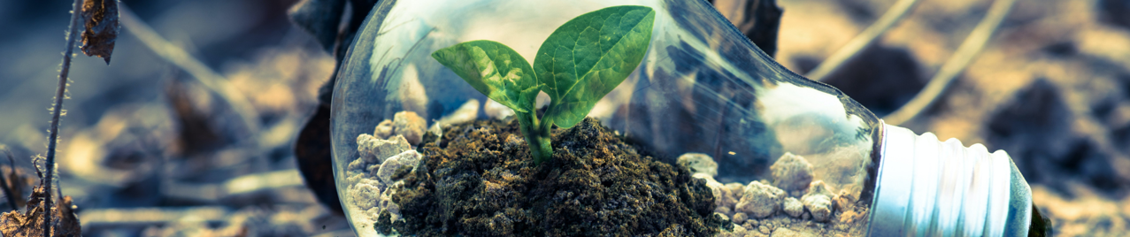 Climate and Environment - A Plant growing inside a lighbulb