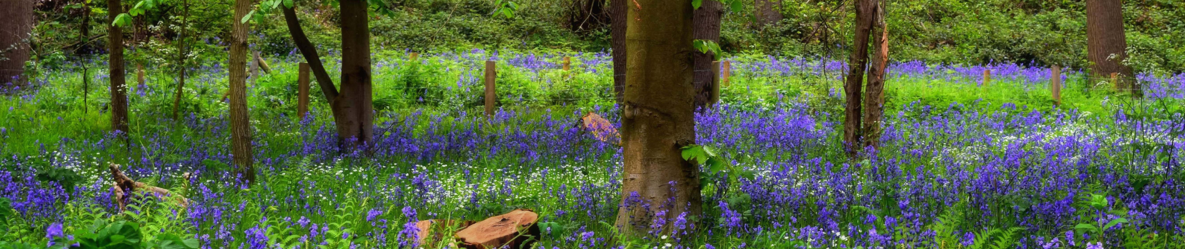 Bluebells in a wood