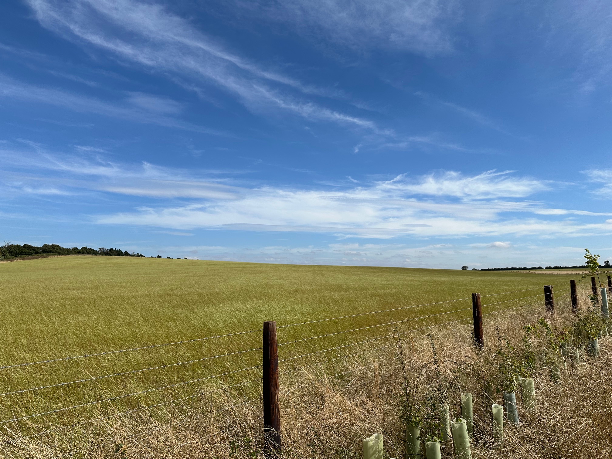 Nutrient stripping arable fields in preparation for BNG habitat creation.jpg